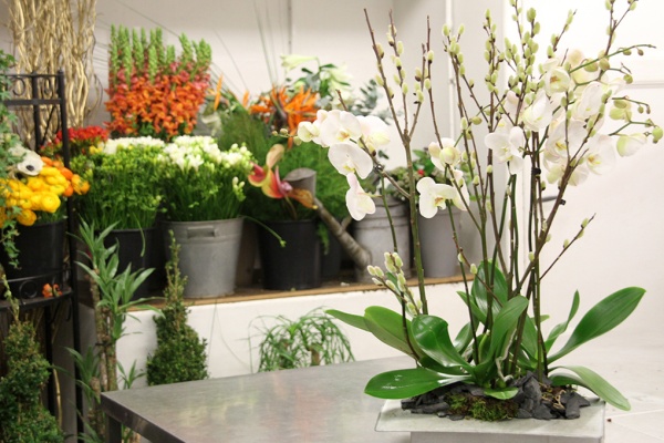 Composition d'orchid&eacute;es 