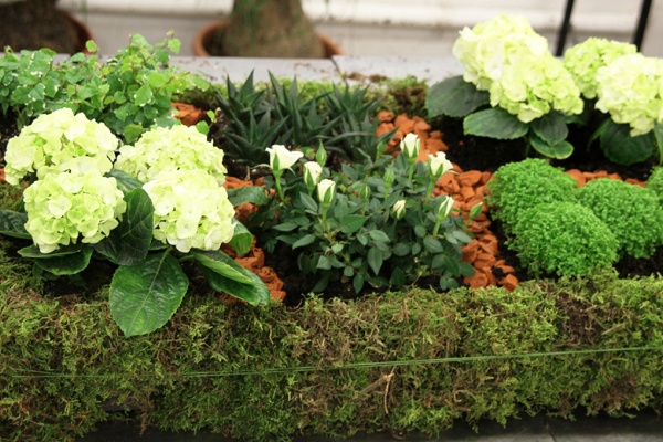 photo_jardin_francaise (1) Mini jardin à la française