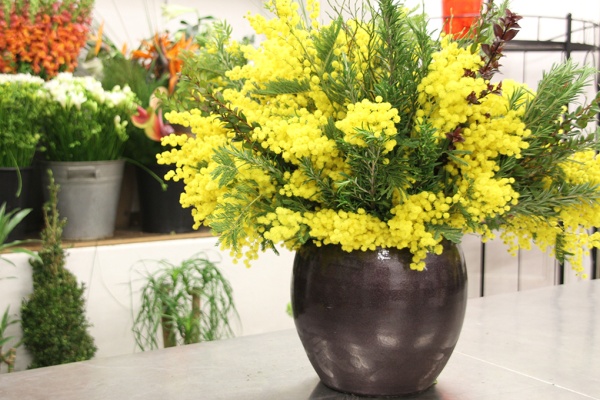 video_mimosa_1200x680 (1) Bouquet de Mimosa